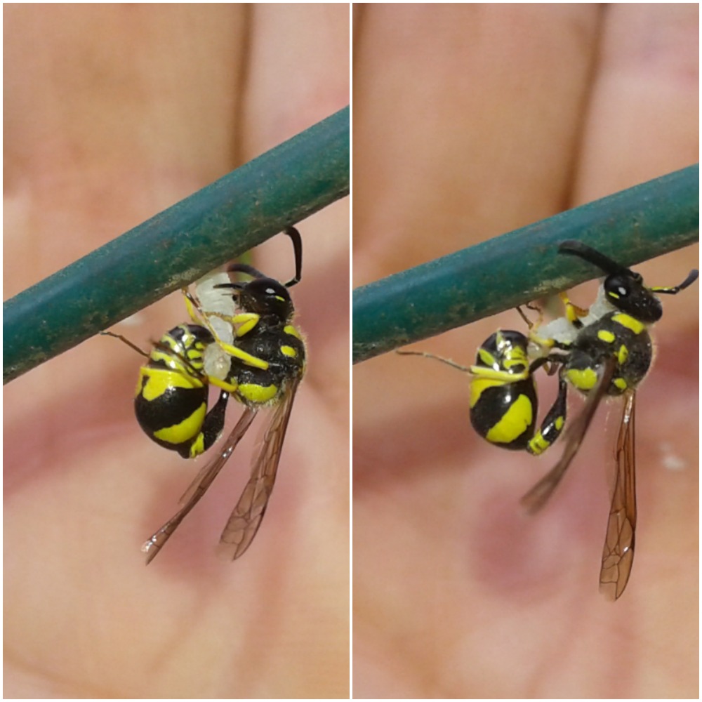 Eumenes sp. (Vespidae Eumeninae)? S, Eumenes mediterraneus e Eumenes sp.